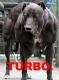 turboda4dr's Avatar