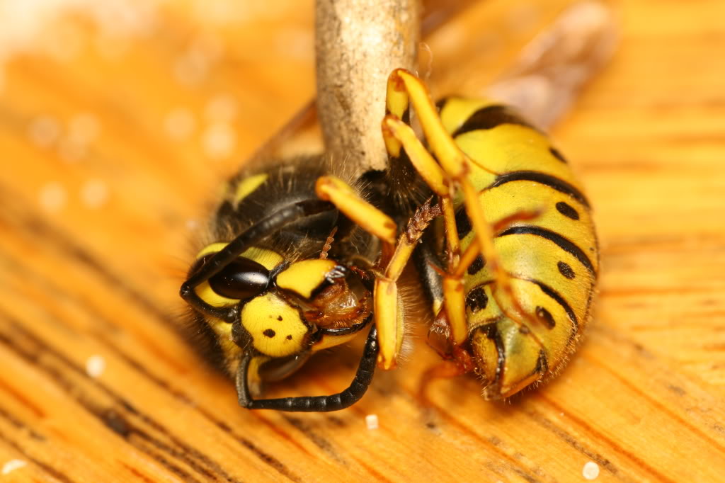 Name:  Picture227.jpg
Views: 80
Size:  92.5 KB