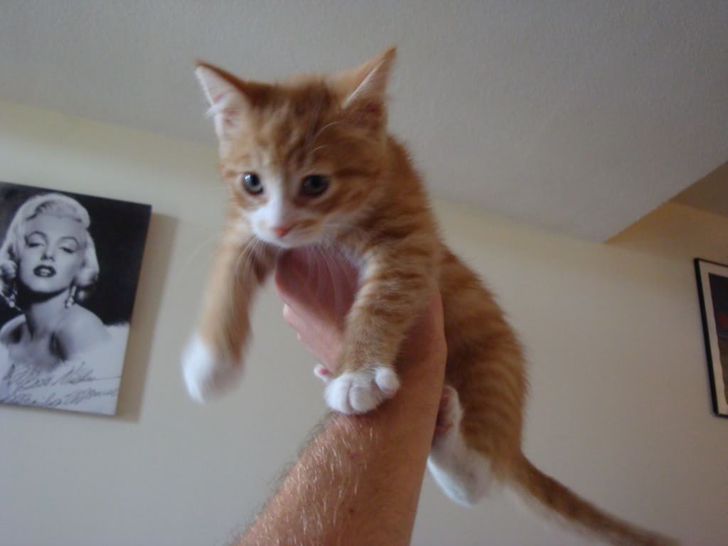 Name:  DSC00888.jpg
Views: 28
Size:  68.0 KB