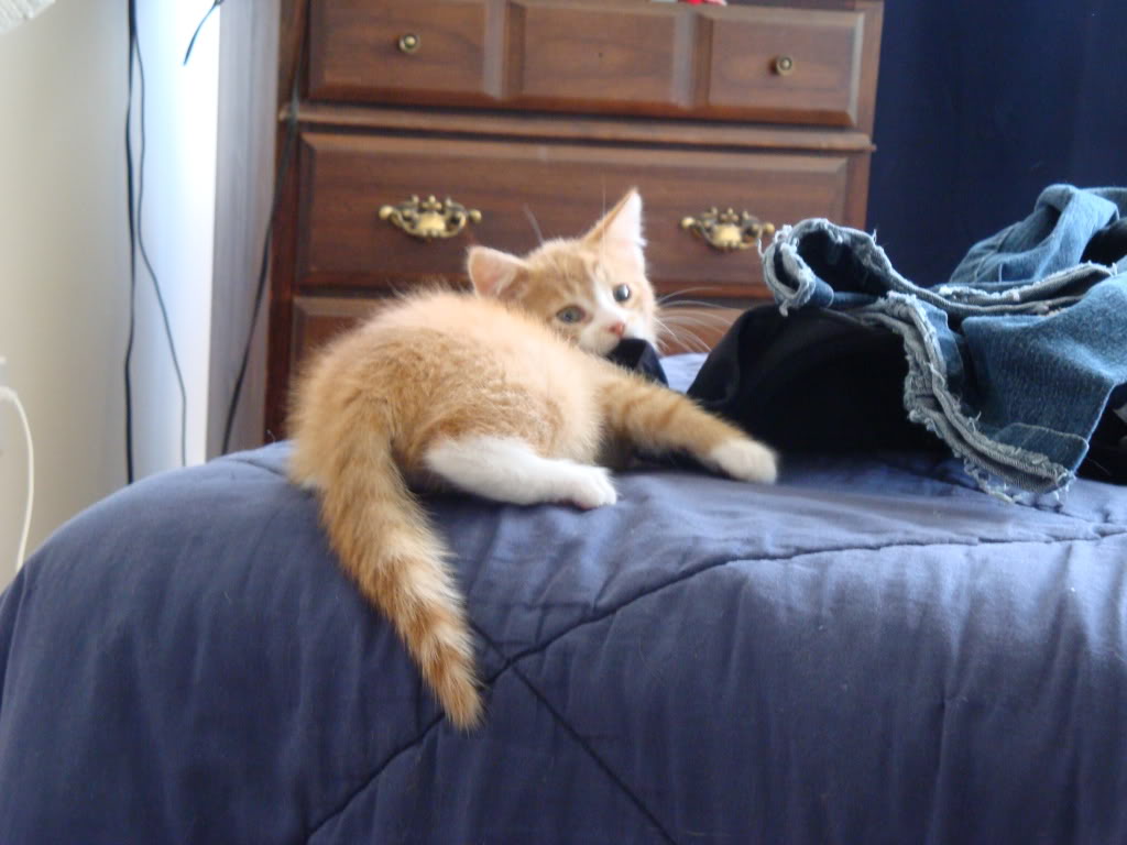 Name:  DSC00892.jpg
Views: 38
Size:  100.8 KB