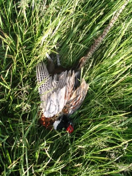 Name:  damnpheasant002.jpg
Views: 15
Size:  134.2 KB