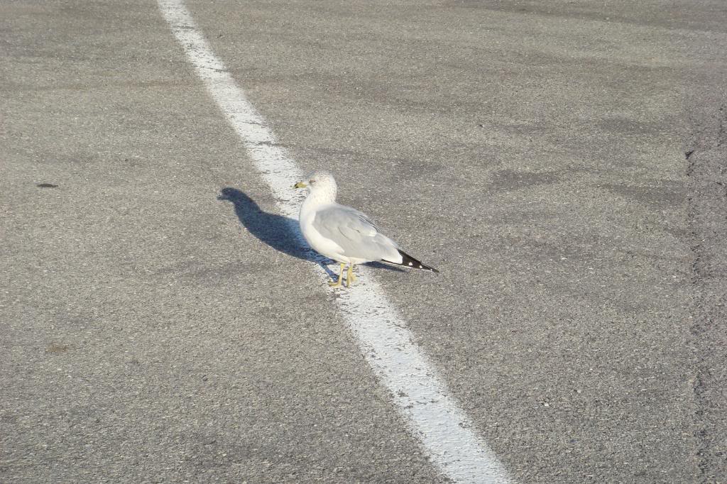 Name:  DSC02292.jpg
Views: 16
Size:  168.6 KB