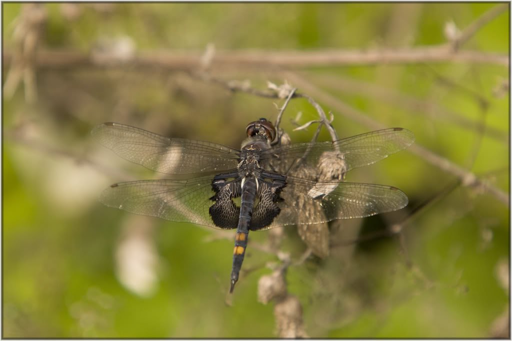 Name:  IMG_9933.jpg
Views: 19
Size:  71.0 KB