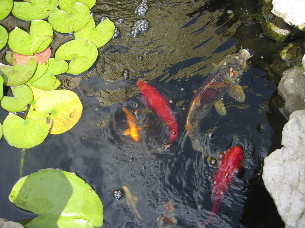 Name:  FrasWedding042.jpg
Views: 21
Size:  161.2 KB