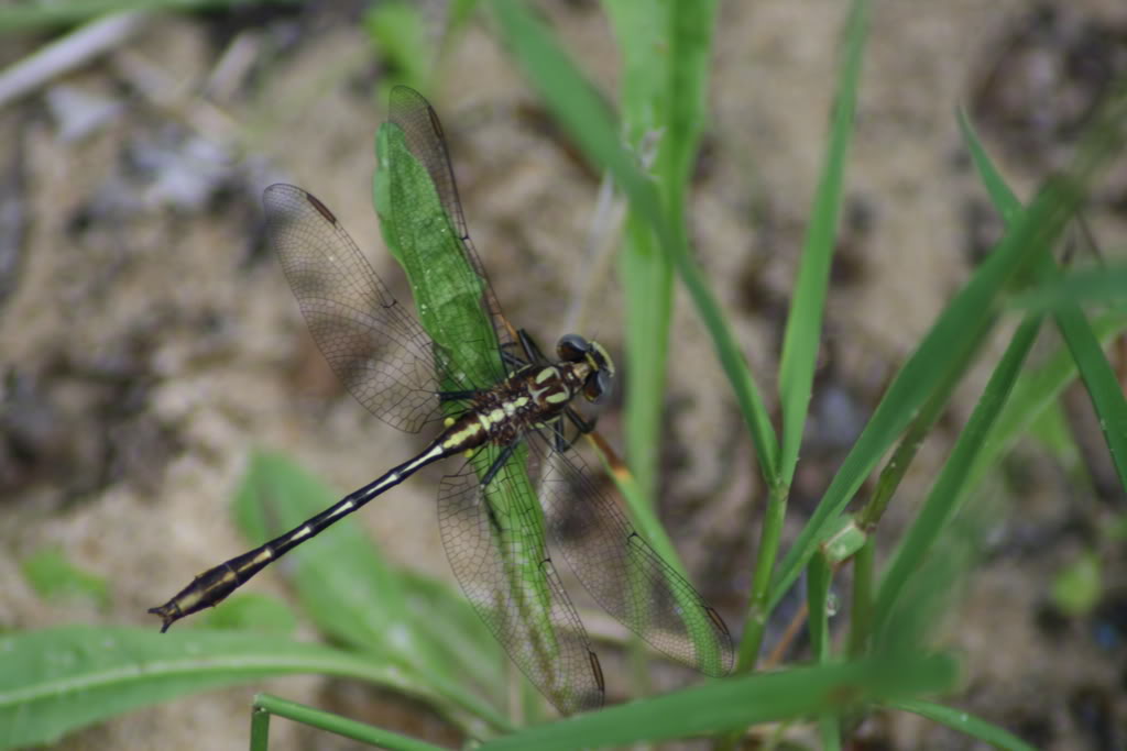 Name:  IMG_2959.jpg
Views: 18
Size:  72.2 KB