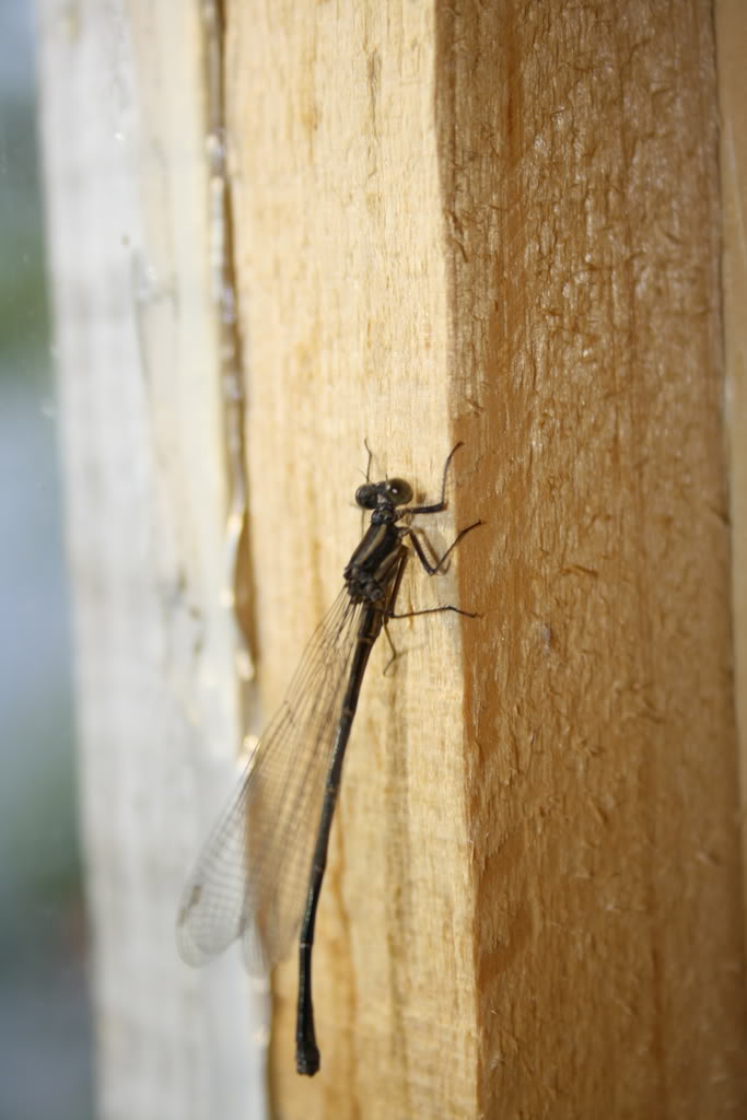 Name:  IMG_2934.jpg
Views: 18
Size:  77.2 KB