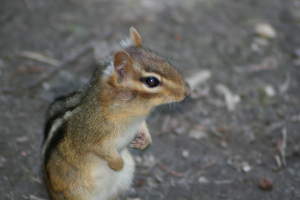 Name:  IMG_3025.jpg
Views: 17
Size:  61.2 KB