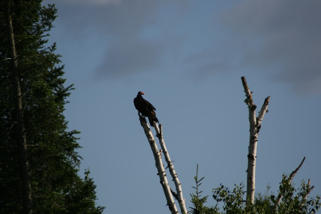 Name:  IMG_3848.jpg
Views: 12
Size:  69.8 KB