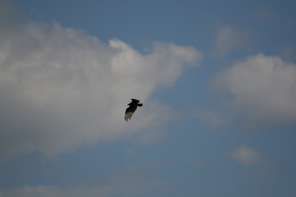 Name:  IMG_3840.jpg
Views: 14
Size:  26.4 KB