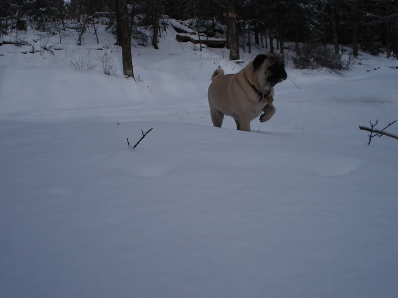 Name:  cot22.jpg
Views: 18
Size:  38.9 KB