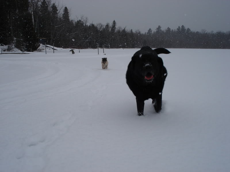 Name:  cot5.jpg
Views: 15
Size:  41.4 KB