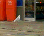 Name:  1189480863592.gif
Views: 14
Size:  838.2 KB