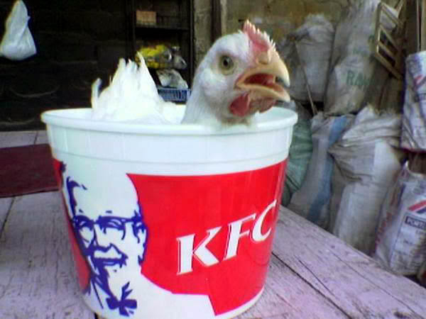 Name:  chicken_edited.jpg
Views: 20
Size:  36.2 KB