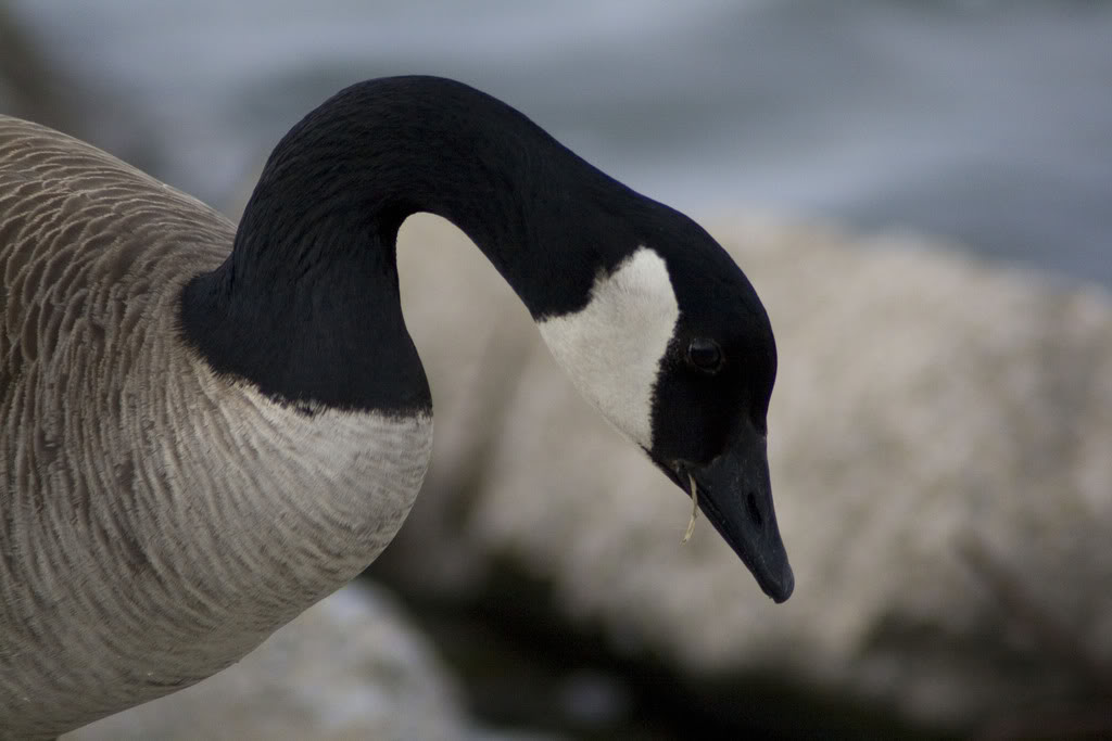 Name: 1324_10.jpg
Views: 15
Size: 68.2 KB