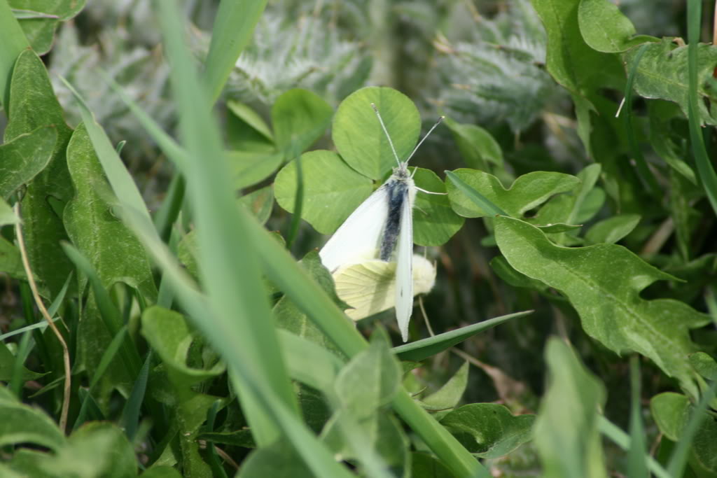 Name: IMG_0244.jpg
Views: 15
Size: 88.2 KB