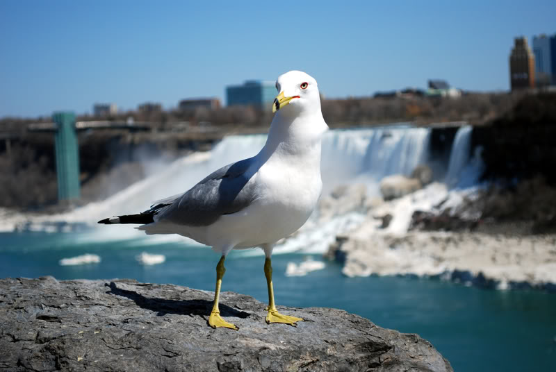 Name:  birding3.jpg
Views: 29
Size:  62.8 KB