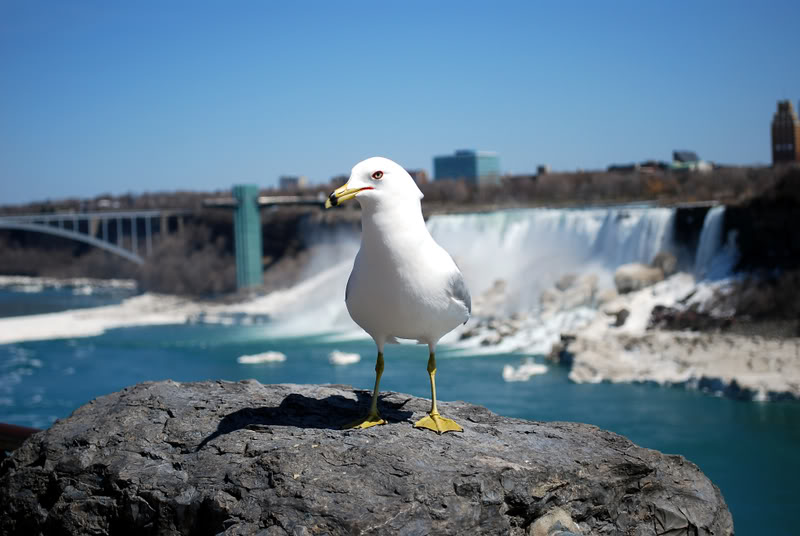 Name:  birding4.jpg
Views: 27
Size:  69.8 KB