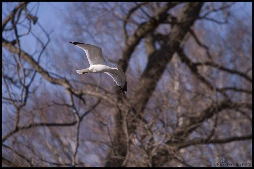 Name:  CRW_1307copy.jpg
Views: 25
Size:  76.5 KB