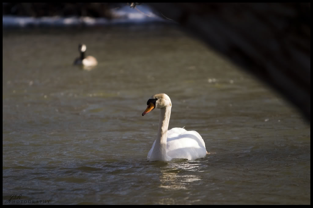 Name:  CRW_1331copy.jpg
Views: 27
Size:  58.0 KB