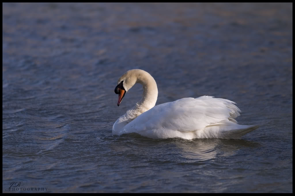 Name:  CRW_1334copy.jpg
Views: 25
Size:  69.6 KB