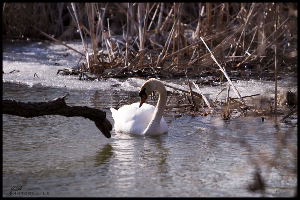 Name:  CRW_1356copy.jpg
Views: 25
Size:  150.9 KB