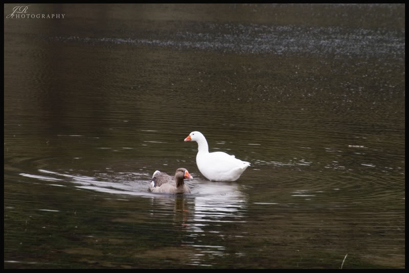 Name: CRW_0353.jpg
Views: 22
Size: 61.5 KB