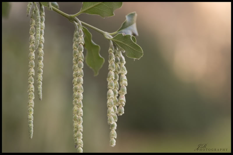 Name:  CRW_0133.jpg
Views: 23
Size:  42.2 KB