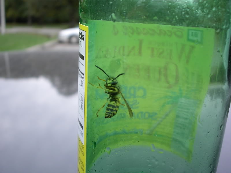 Name:  PDR_2737.jpg
Views: 12
Size:  44.7 KB