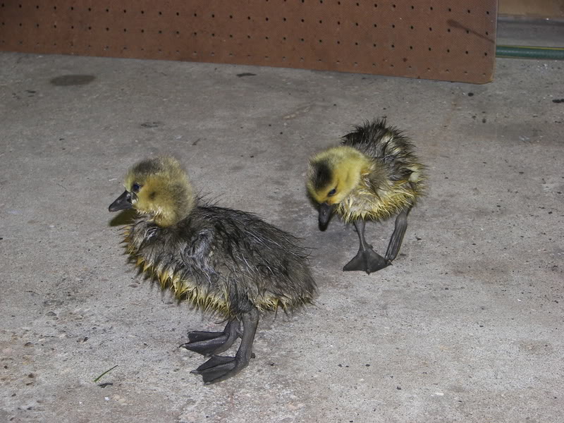 Name:  100_0512.jpg
Views: 20
Size:  120.7 KB