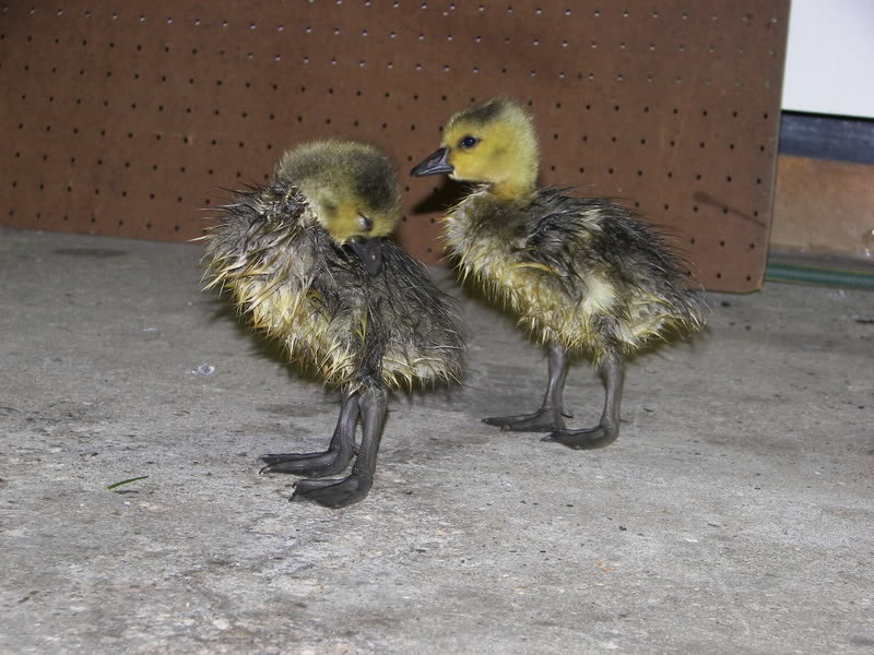 Name:  100_0513.jpg
Views: 17
Size:  110.8 KB