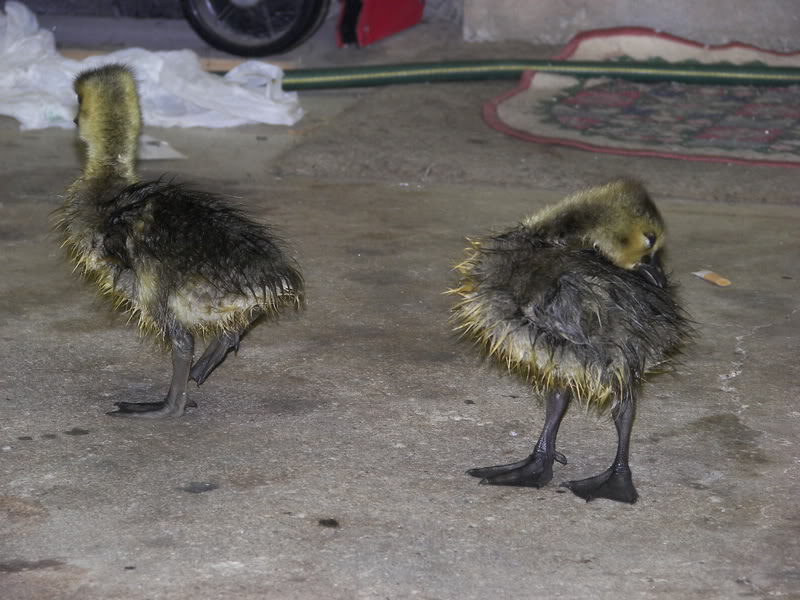 Name:  100_0518.jpg
Views: 19
Size:  98.0 KB