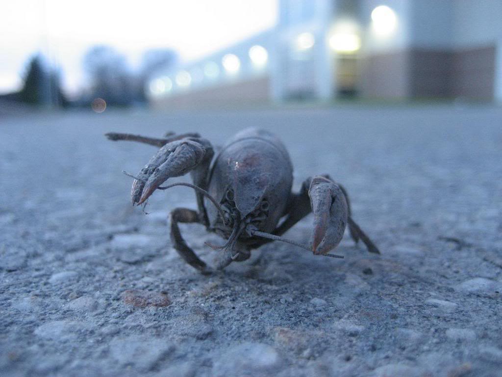 Name:  lobster.jpg
Views: 19
Size:  76.6 KB