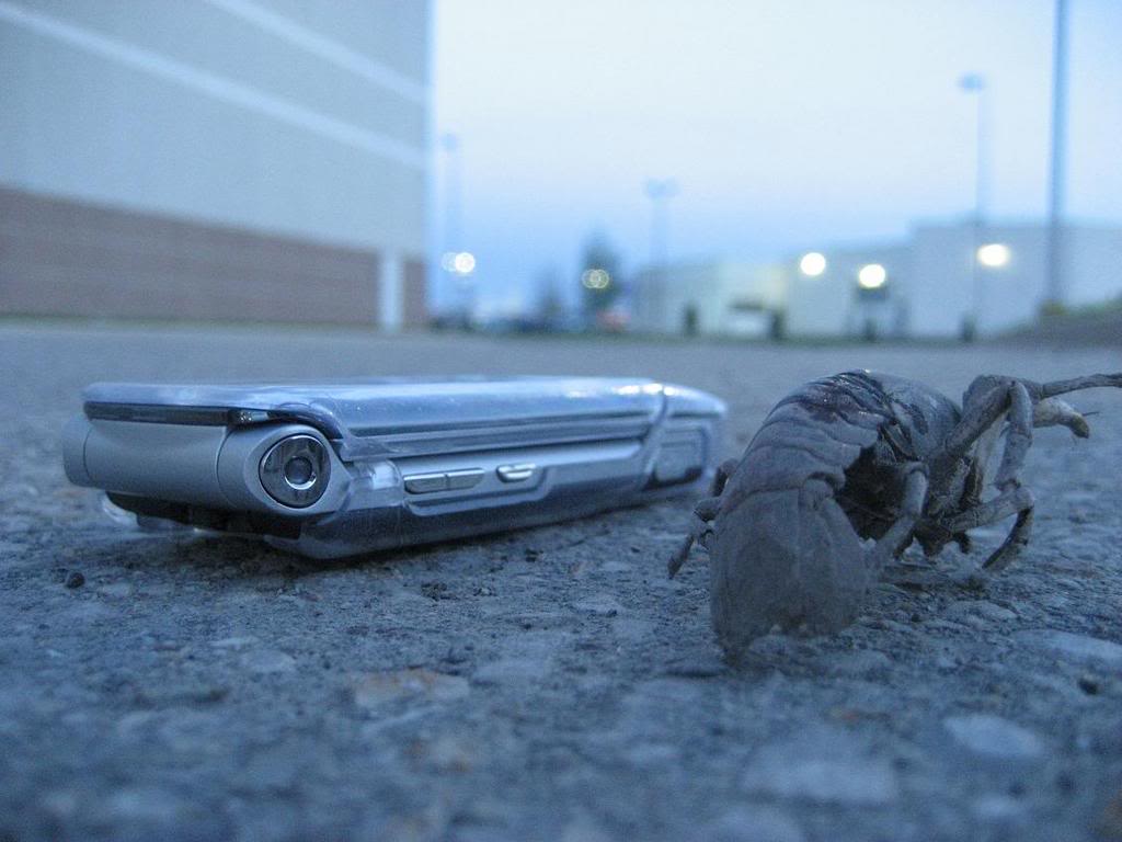 Name:  lobster2.jpg
Views: 25
Size:  74.4 KB