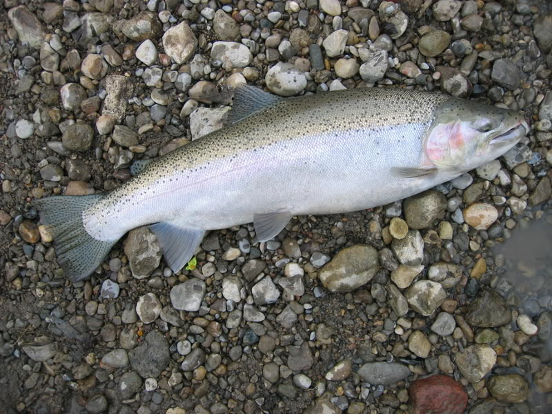 Name:  126_2695.jpg
Views: 59
Size:  151.3 KB