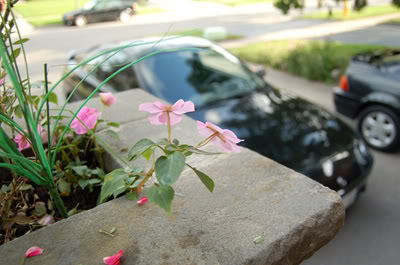 Name:  DSC_0112.jpg
Views: 22
Size:  28.5 KB