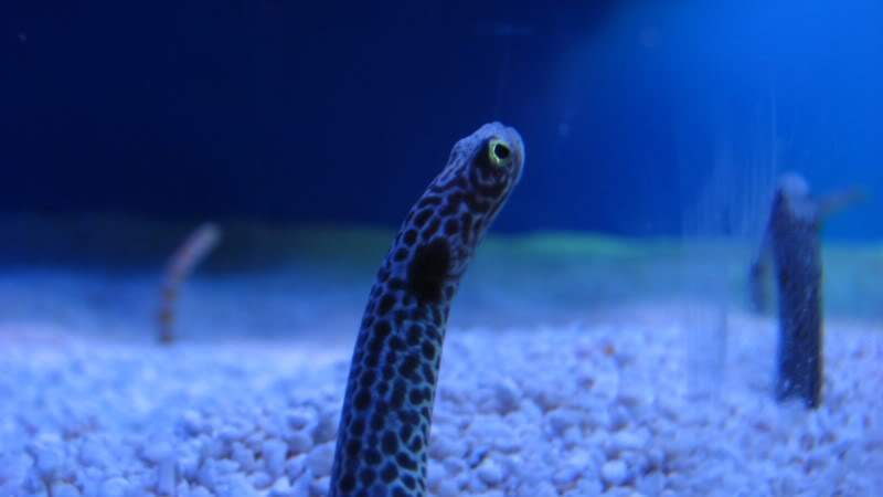 Name:  IMG_0380.jpg
Views: 20
Size:  29.6 KB