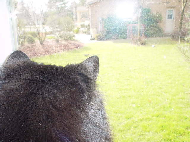 Name:  duffnmav005.jpg
Views: 16
Size:  51.3 KB