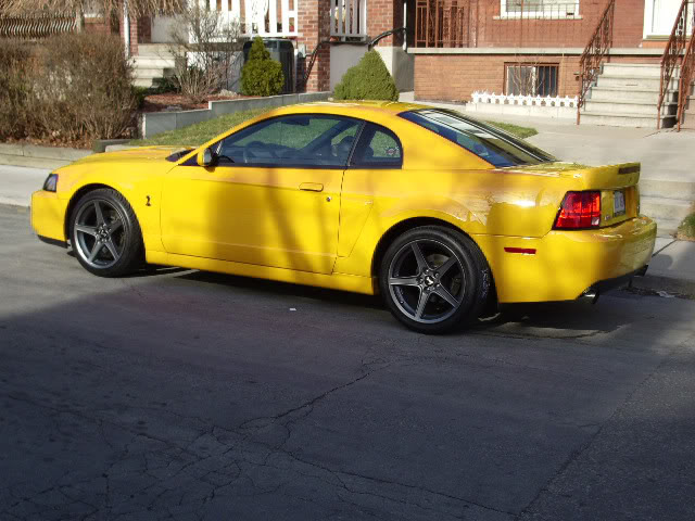 Name:  yellowstang1.jpg
Views: 10
Size:  72.2 KB