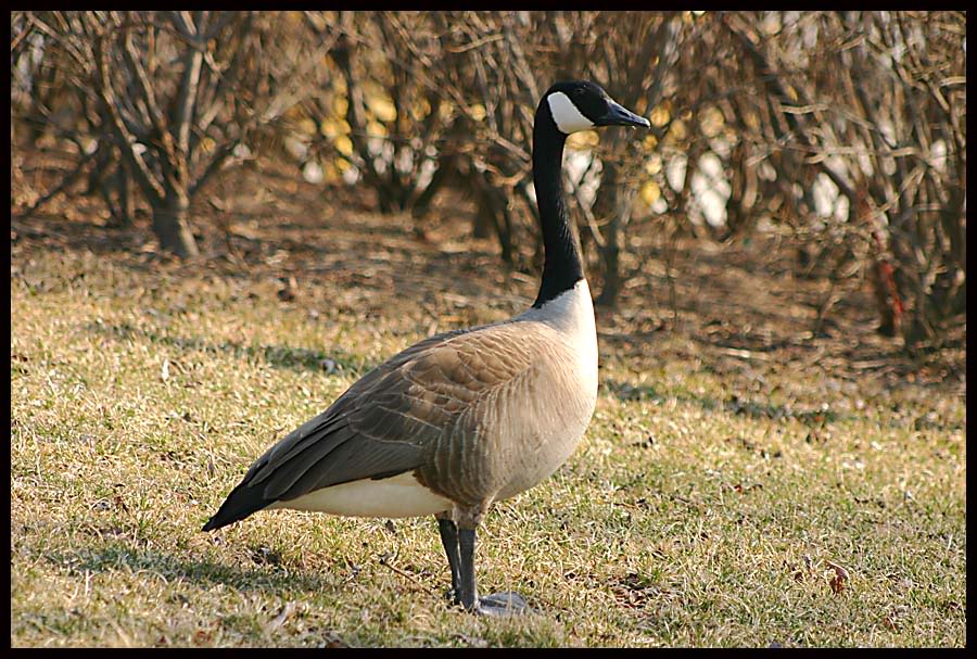 Name:  IMG_0894.jpg
Views: 18
Size:  139.3 KB