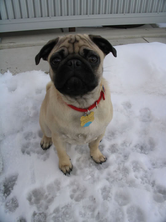 Name:  zabka5.jpg
Views: 17
Size:  46.2 KB