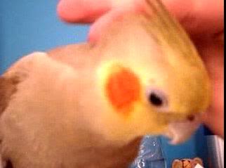 Name:  cinci2.jpg
Views: 15
Size:  8.9 KB