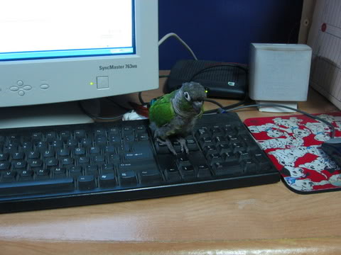 Name:  IMG_4822.jpg
Views: 15
Size:  31.2 KB