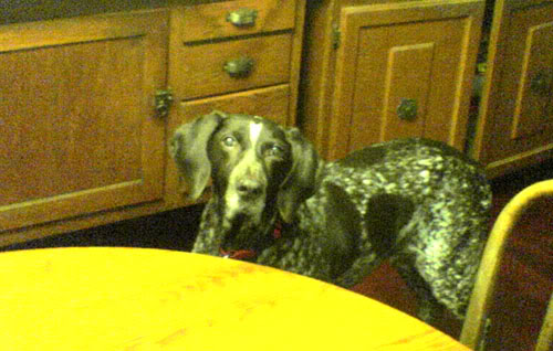 Name:  Tdog3.jpg
Views: 17
Size:  43.6 KB