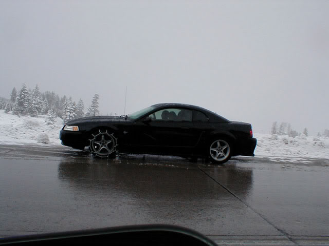 Name:  girlmustang.jpg
Views: 17
Size:  32.1 KB