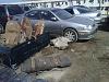 Brantford junk yard, integra pics-img00304-20110414-1551.jpg